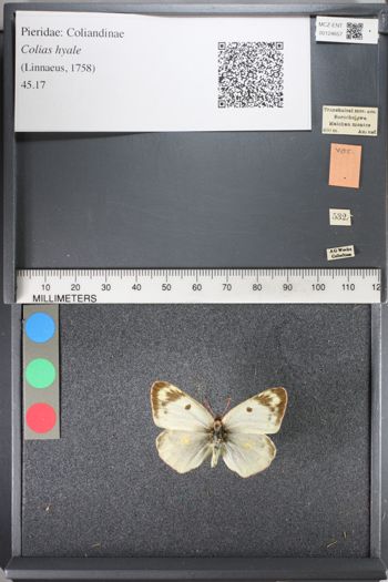 Media type: image;   Entomology 124657